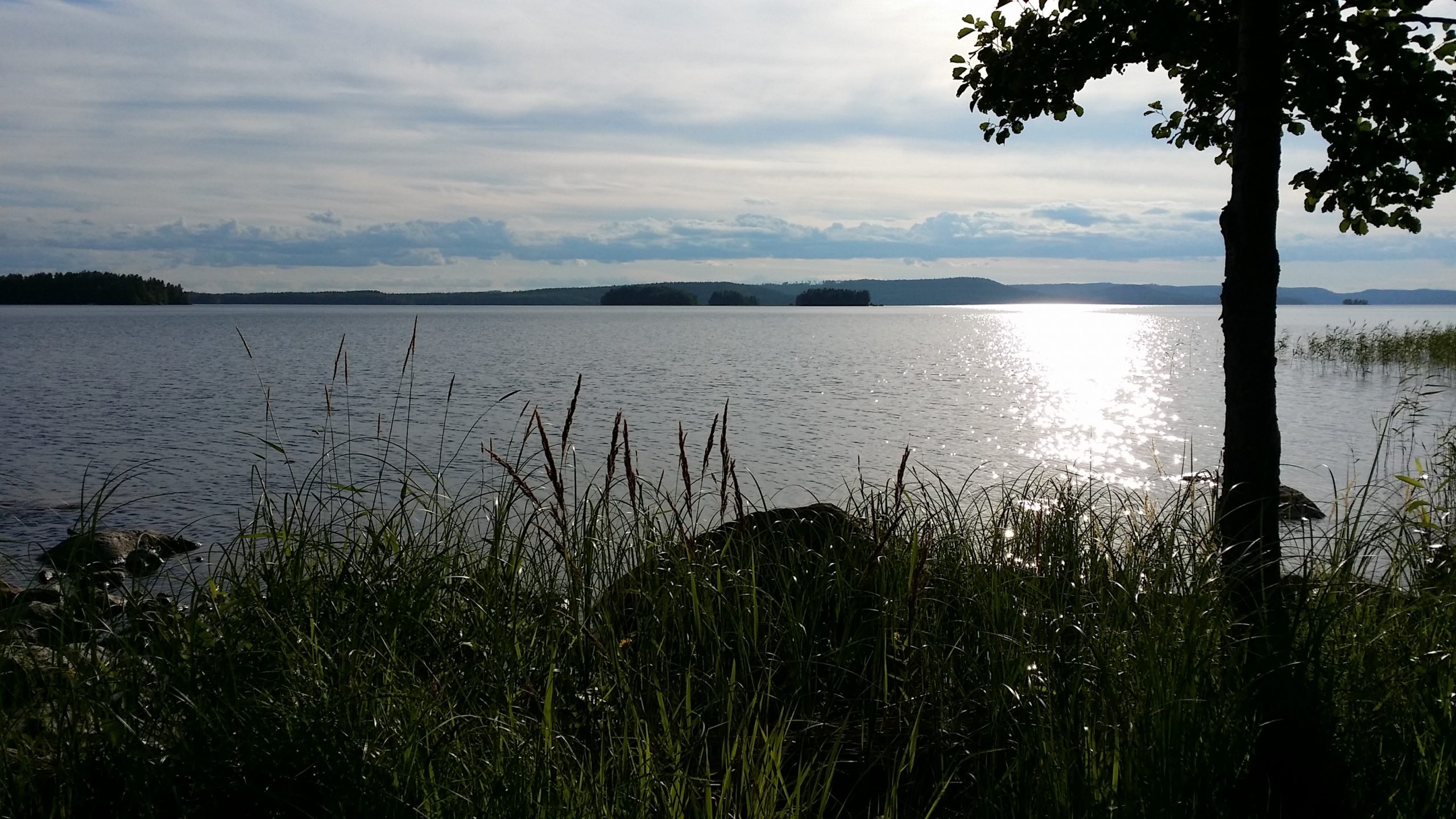 Järven ranta ja puu